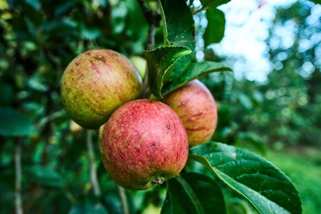 Nature Charm & Fruit Delights, Multi-Generation Celebratory Home -Try, Relax, Repeat - Sellindge Άσφορντ Εξωτερικό φωτογραφία