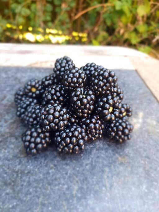 Nature Charm & Fruit Delights, Multi-Generation Celebratory Home -Try, Relax, Repeat - Sellindge Άσφορντ Εξωτερικό φωτογραφία